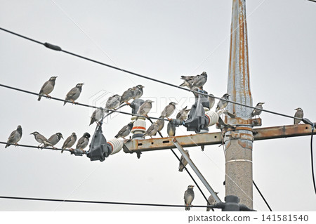 許多椋鳥聚集在電線上 許多椋鳥聚集在電線上 141581540