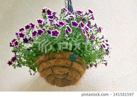 Interior.Flower pot with Petunia solifola hanging on wall of building Interior.Flower pot with Petunia solifola hanging on wall of building 141581597