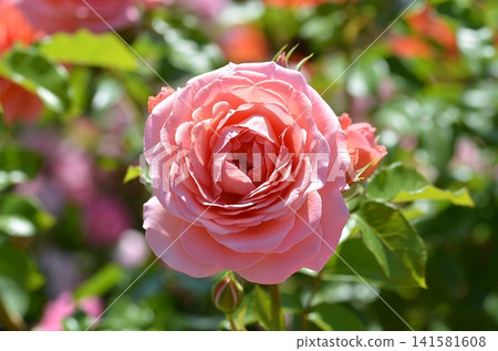 玫瑰「粉紅豐饒」（豐花玫瑰） 141581608
