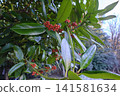 The Ilex latifolia tree is also called the "postcard tree" because its leaves can be used to write letters. 141581634