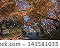 Autumn foliage in Kitanomaru Park near the Imperial Palace, with buildings visible beyond. 141581635