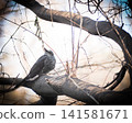 Thrush stuck in a branch 141581671