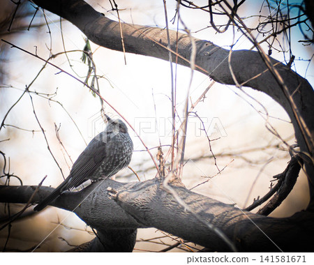 Thrush stuck in a branch Thrush stuck in a branch 141581671