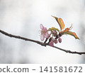 Cherry blossoms waiting for spring 141581672