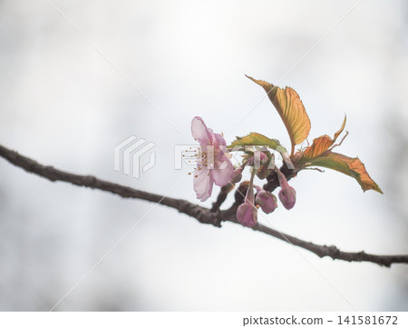 Cherry blossoms waiting for spring Cherry blossoms waiting for spring 141581672