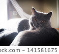 Cat looking at the camera's eyes 141581675