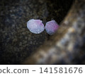 Plum petals 141581676