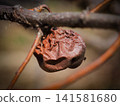 A persimmon tree withered 141581680