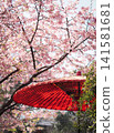 A red umbrella among the cherry blossoms 141581681