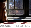 The view from the window of an old house 141581685