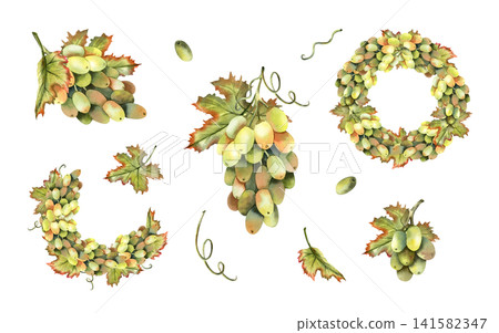 White grapes compositions watercolor set. Hand drawn illustration isolated from background. Green bunches, vine leaves, tendrils, berries. For autumn harvest festivals, winery branding design White grapes compositions watercolor set. Hand drawn illustration isolated from background. Green bunches, vine leaves, tendrils, berries. For autumn harvest festivals, winery branding design 141582347