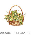 White green grapes in wicker basket Watercolor composition. Rustic Hand drawn isolated illustration of bunches, vine leaves. Rustic design for autumn harvest festivals, Thanksgiving cards, winery 141582350
