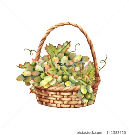 White green grapes in wicker basket Watercolor composition. Rustic Hand drawn isolated illustration of bunches, vine leaves. Rustic design for autumn harvest festivals, Thanksgiving cards, winery White green grapes in wicker basket Watercolor composition. Rustic Hand drawn isolated illustration of bunches, vine leaves. Rustic design for autumn harvest festivals, Thanksgiving cards, winery 141582350