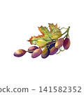 Watercolor red grape vine bunch. Hand drawn curved branch, illustration with leaves and tendrils isolated from background. Sweet berries for wine lists, label, menu and winery branding 141582352