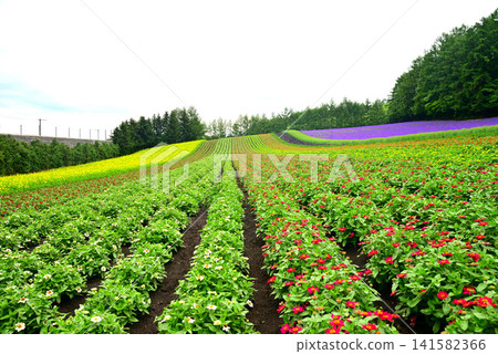 夏日富良野薰衣草園 夏日富良野薰衣草園 141582366