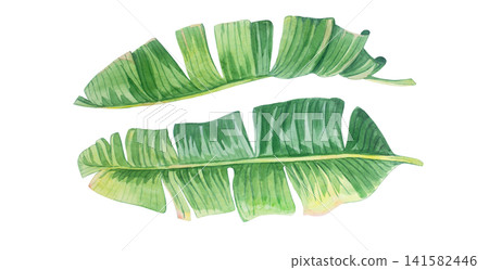Green banana leaf collection with torn detailed texture. Isolated hand drawn watercolor illustration of tropical exotic plant elements bundle for summery organic botanical design Green banana leaf collection with torn detailed texture. Isolated hand drawn watercolor illustration of tropical exotic plant elements bundle for summery organic botanical design 141582446