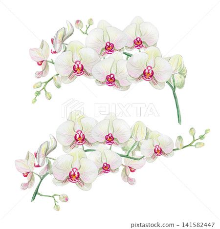 Watercolor white orchid flower branches clipart set. Hand drawn phalaenopsis floral elements with pink center and green buds isolated on white background for greeting card and design Watercolor white orchid flower branches clipart set. Hand drawn phalaenopsis floral elements with pink center and green buds isolated on white background for greeting card and design 141582447