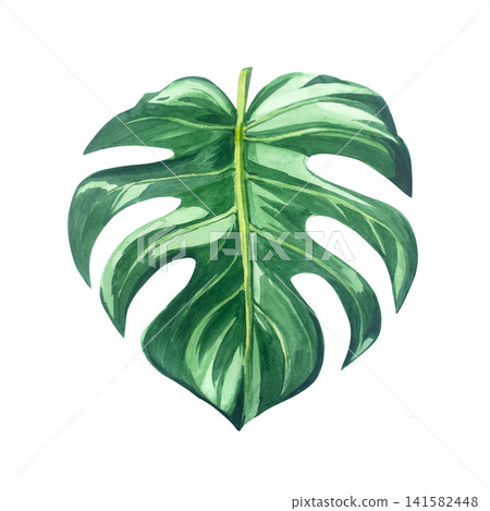 Green monstera deliciosa leaf with realistic details and texture. Isolated hand drawn watercolor illustration of tropical exotic plant element for summery botanical design 141582448