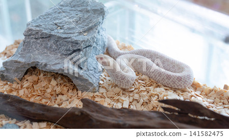 Snow Western hognose snake crawling on aspen bedding inside a terrarium. Snow Western hognose snake crawling on aspen bedding inside a terrarium. 141582475