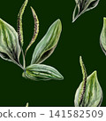 Plantain seamless pattern watercolor illustration on dark background. Plantago medicinal herb for organic hair care pharmacy branding, men healing shave packaging, natural cosmetics health print 141582509