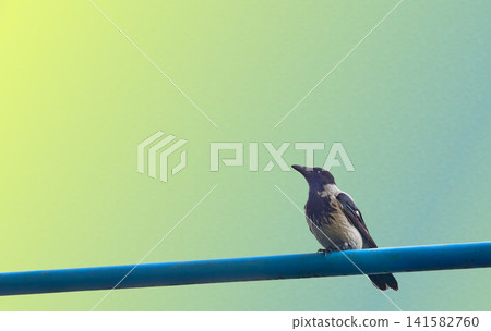 City grey crow pensively rests,blue yellow gradient City grey crow pensively rests,blue yellow gradient 141582760