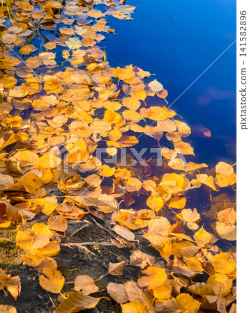 Yellow autumn leaves floating on blue water surface with green reeds at pond edge in fall season Yellow autumn leaves floating on blue water surface with green reeds at pond edge in fall season 141582896