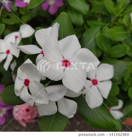 長春花 長春花 141582969