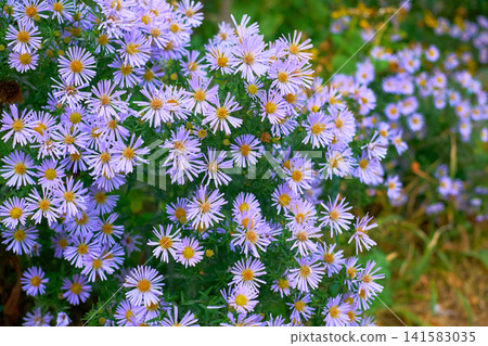 Bush of purple cute aster october sky family in garden 141583035