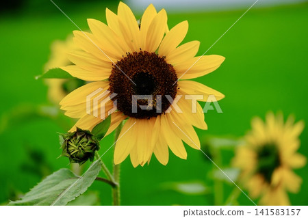 Bee to smoke sunflower nectar Bee to smoke sunflower nectar 141583157