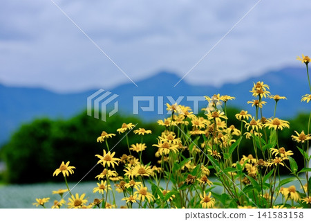 菊芋花和淺間山 菊芋花和淺間山 141583158