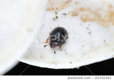Living creature, insect: *Round-winged sap beetle*, a small, black, round beetle. It measures about 3-4 millimeters in size. Living creature, insect: *Round-winged sap beetle*, a small, black, round beetle. It measures about 3-4 millimeters in size. 141583161
