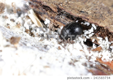 Living creatures, insects: *Sap beetle*, a small species of sap beetle. It feeds on fungi, including *Trametes versicolor*. Living creatures, insects: *Sap beetle*, a small species of sap beetle. It feeds on fungi, including *Trametes versicolor*. 141583734