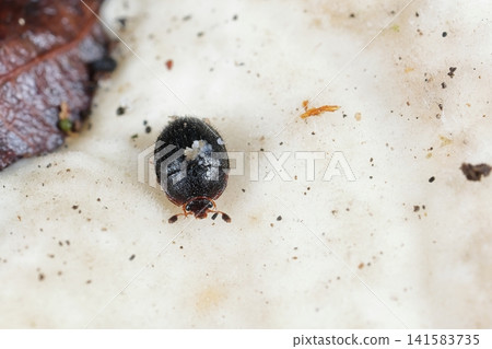 Living creatures, insects: The round-shaped sap beetle appears to have red mouthparts as well as antennae and legs. Living creatures, insects: The round-shaped sap beetle appears to have red mouthparts as well as antennae and legs. 141583735
