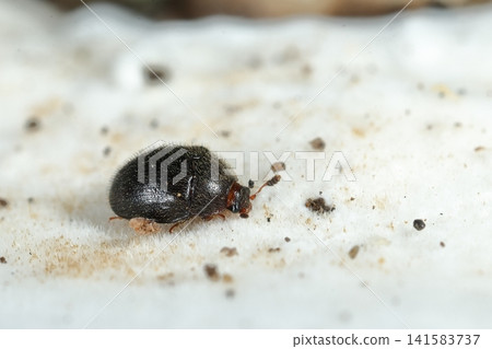 Living creatures, insects: *Sap beetle*, its back and elytra are densely covered with erect, brown hairs. Living creatures, insects: *Sap beetle*, its back and elytra are densely covered with erect, brown hairs. 141583737