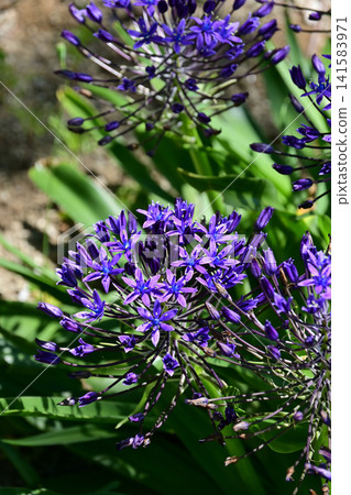 Scilla peruviana, a type of scilloides, blooms with bright blue-purple, star-shaped flowers in the strong sunlight of early summer. (Iwaki City, Takano Hanamiyama) Scilla peruviana, a type of scilloides, blooms with bright blue-purple, star-shaped flowers in the strong sunlight of early summer. (Iwaki City, Takano Hanamiyama) 141583971
