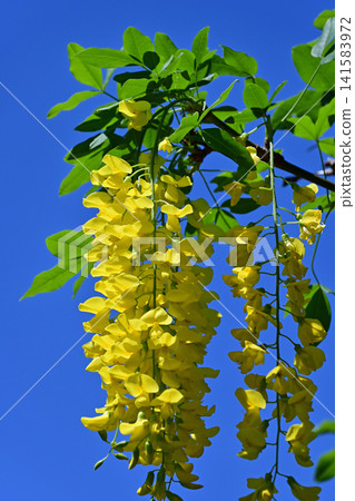 Yellow laburnum blossoms drooping in the clear, cobalt blue sky. (Wisteria floribunda, Takano Hanamiyama, Iwaki City) Yellow laburnum blossoms drooping in the clear, cobalt blue sky. (Wisteria floribunda, Takano Hanamiyama, Iwaki City) 141583972