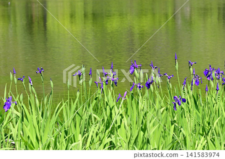 Irises bud and flower swelling by the water's edge, where the fresh green leaves are reflected in the early summer sunlight. (Irises, Shiramizu Amida-do, Iwaki City) Irises bud and flower swelling by the water's edge, where the fresh green leaves are reflected in the early summer sunlight. (Irises, Shiramizu Amida-do, Iwaki City) 141583974