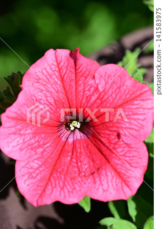 A close-up of a pink petunia flower that has bloomed vividly in the morning light. A close-up of a pink petunia flower that has bloomed vividly in the morning light. 141583975