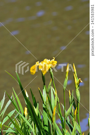 在磐城市白水阿彌陀寺清爽的河畔,初夏時節,黃鳶尾(Iris ensata)盛開著鮮豔的黃色花朵。 在磐城市白水阿彌陀寺清爽的河畔,初夏時節,黃鳶尾(Iris ensata)盛開著鮮豔的黃色花朵。 141583981