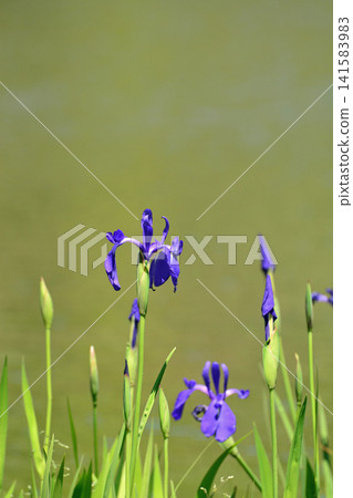 A close-up of a single iris blooming proudly against the backdrop of the pale green surface of the water in early summer. Iris, Shiramizu Amida-do, Iwaki City. A close-up of a single iris blooming proudly against the backdrop of the pale green surface of the water in early summer. Iris, Shiramizu Amida-do, Iwaki City. 141583983