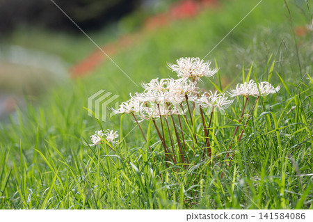 White cluster amaryllis White cluster amaryllis 141584086