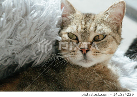 Close-up portrait of a beautiful tabby cat resting in a fluffy pet bed with soft natural light. Peaceful feline expression highlights comfort, companionship and cozy indoor pet lifestyle. Close-up portrait of a beautiful tabby cat resting in a fluffy pet bed with soft natural light. Peaceful feline expression highlights comfort, companionship and cozy indoor pet lifestyle. 141584229