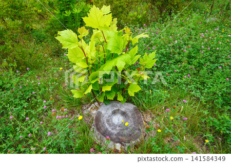 Young plane tree Young plane tree 141584349