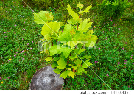 Young plane tree Young plane tree 141584351