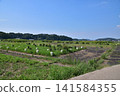 Nara Asuka - Asuka Palace Site 141584355