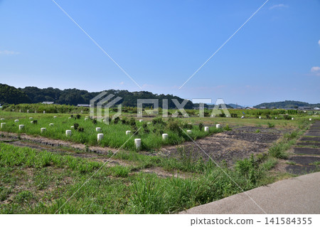 Nara Asuka - Asuka Palace Site Nara Asuka - Asuka Palace Site 141584355