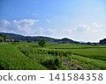 Rural landscape in Oka, Asuka Village, Nara Prefecture, towards the Asuka Palace ruins. 141584358