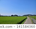 The rural landscape of Asuka, Nara, and Mount Amakagu and Mount Mimitsuka. 141584360