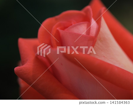 「Lola」是一朵美麗的紅玫瑰，五月盛開。 141584363