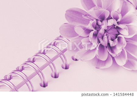chrysanthemum flower laying on sketchbook with spiral binder 141584448